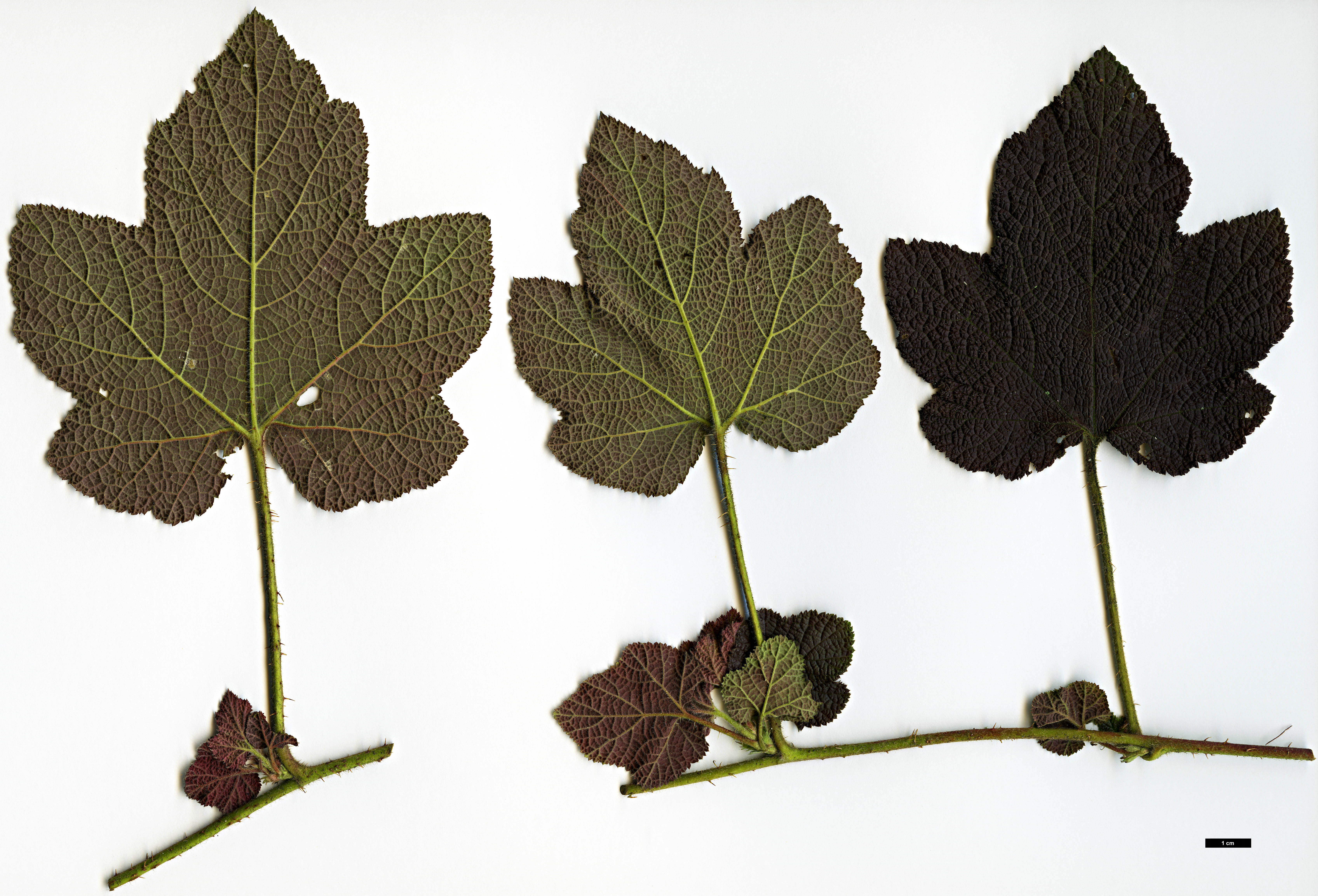 High resolution image: Family: Rosaceae - Genus: Rubus - Taxon: alceifolius - SpeciesSub: var. purpurascens